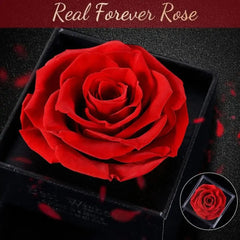 Forever Rose Flower & Premium Necklace Box Set – Timeless Elegance by Jolly Gifts And Arts