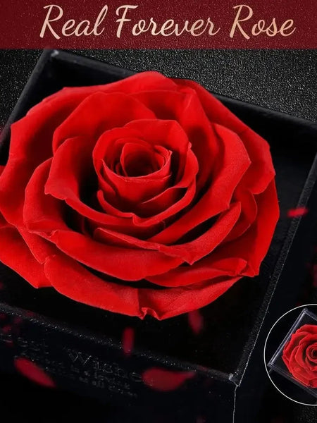 Forever Rose Flower & Premium Necklace Box Set – Timeless Elegance by Jolly Gifts And Arts