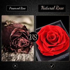 Forever Rose Flower & Premium Necklace Box Set – Timeless Elegance by Jolly Gifts And Arts